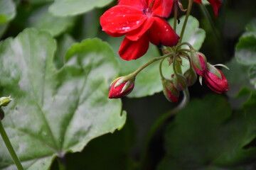 Radiant Red Pelargonium in Bloom – A Garden Classic
