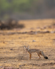 indian fox or Bengal fox or Vulpes bengalensis at ranthambore national park forest reserve sawai madhopur rajasthan india fox side profile with eye contact in summer season wildlife jungle safari