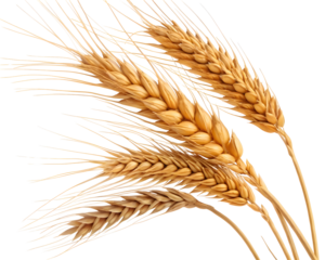 Wheat ears isolated on white