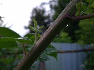 Raindrops on a Leafy Branch &ndash; A Glimpse of Nature's Calm
