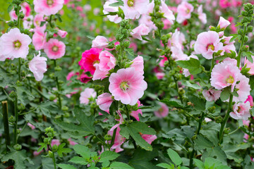 Beautiful hollyhock flower in the park
