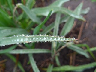 Raindrops Resting on a Green Leaf – Nature’s Gentle Touch
