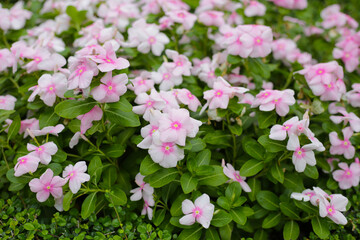 Madagascar Periwinkle (Catharanthus roseus) in full bloom