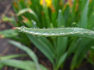 Raindrops Resting on a Green Leaf – Nature’s Gentle Touch

