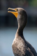Squawking great cormorant