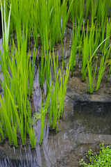 Obraz premium Leaves of Acorus calamus, also known as Sweet Flag, growing in water