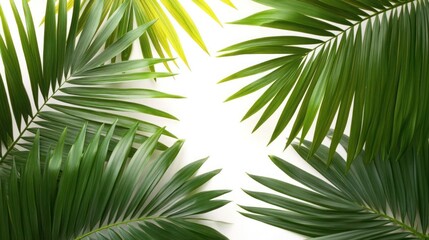 Obraz premium Tranquil Elegance – A Serene Cluster of Palm Trees on Sandy Terrain with Green Fronds Spreading Amid a Gradient Light Backdrop