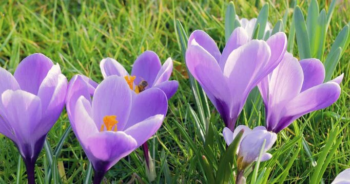 Close up of a vibrant crocus blooms scattered across lush green grass under sunlight, embodying spring's natural beauty.