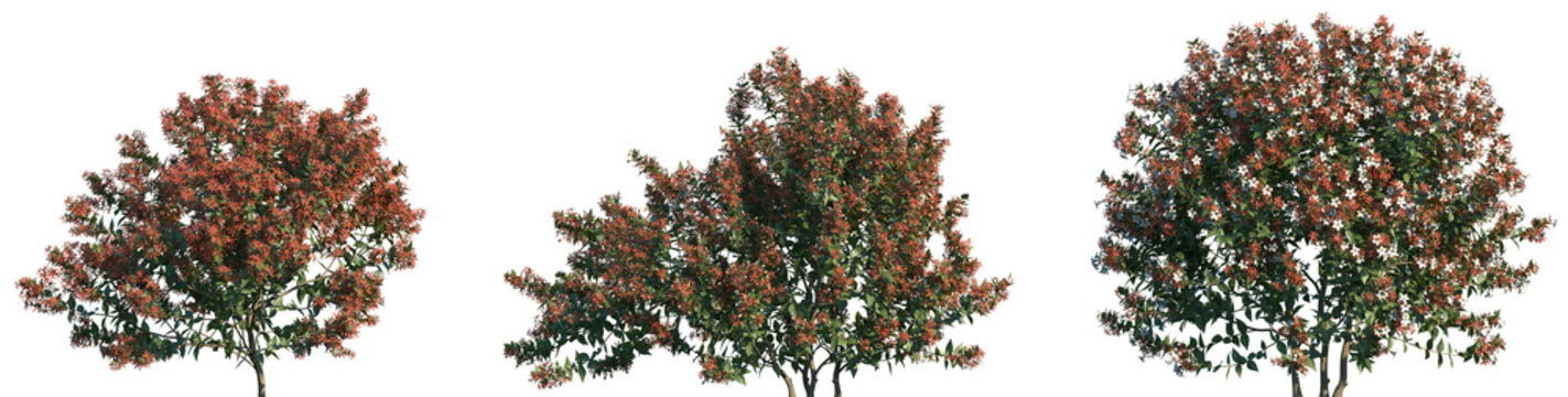 Set of Glossy Abelia (Abelia x grandiflora) frontal set street blooming isolated png on a transparent background perfectly cutout	