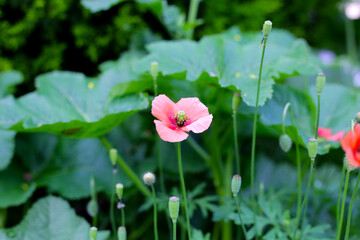 Orange poppy flowers blooming with green stems
