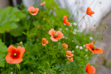 Orange poppy flowers blooming with green stems