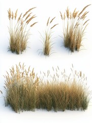 Serene composition of various ornamental grass tufts on a white backdrop in a studio setting