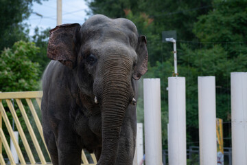 Elephant walks through an enclosure surrounded by greenery in a wildlife park