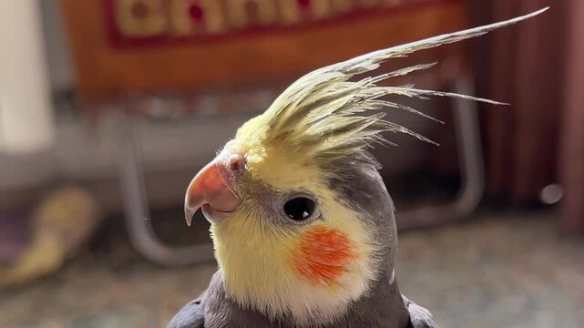 cute cockatiel pet bird with colorful feathers and vivid crown inside iran people home looking around cage domestic exotic parrot care fun avian life nature asian animal in iran culture today Tehran