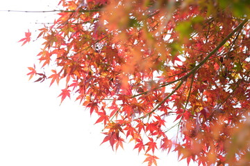 紅葉