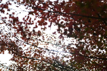 紅葉