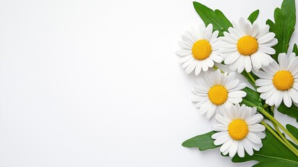 Daisies Delightful Floral Display