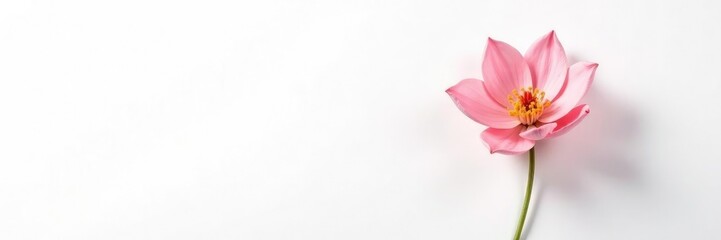 Obraz premium Delicate flower with soft petals on a white background, blossom, white background, simplicity