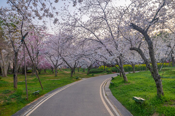 Fototapeta premium Wuhan East Lake Cherry Blossom Garden Spring Cherry Blossoms in Full Bloom