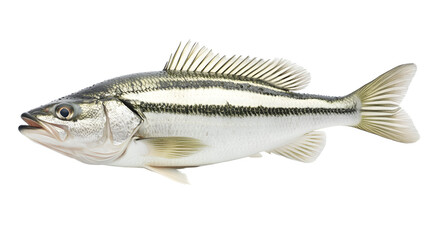 Hyper-Realistic Detailed White Studio Background Image with Meticulous Isolation