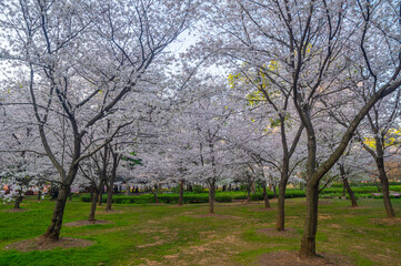 Wuhan East Lake Cherry Blossom Garden Spring Cherry Blossoms in Full Bloom
