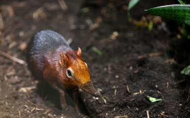 Black and rufous elephant shrew, Rhynchocyon petersi in zoo