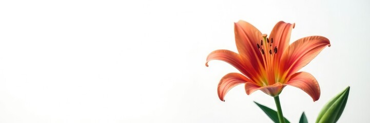 Fototapeta premium Isolated lily flower on white background with subtle shadows, blooms, flowers, lilies