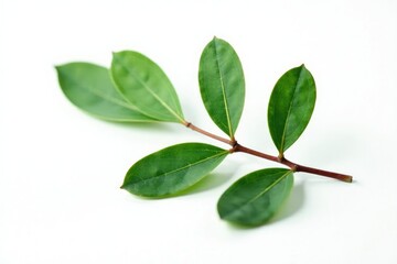 Fototapeta premium isolated single eucalyptus leaf on white background, peaceful, eucalyptus details