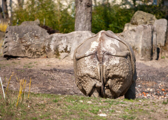 Greater horned Indian rhinoceros Rhinoceros unicornis rear view at zoo