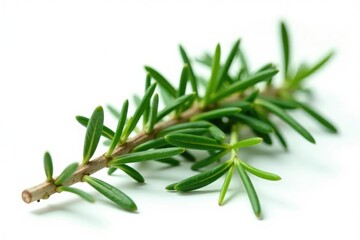 Naklejka premium Isolated sprigs of rosemary on white background, foliage, leaves, plant material