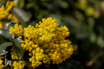 Selective focus of yellow Berberis aquifolium flower with green leaves in garden, The Oregon grape or holly-leaved barberry, A species of flowering plant in the family Berberidaceae, Nature background