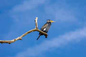 The Great cormorant (Aalscholver) or black shag in its natural habitat perched on bare twig tree, Phalacrocorax carbo is a widespread member of the cormorant family of seabirds, Living out naturally.