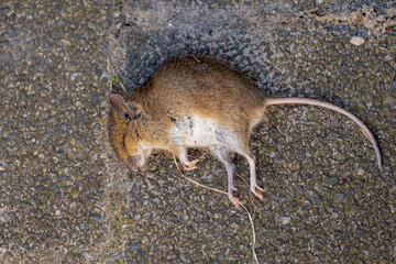 House mouse or rat was poisoned and death on the ground, Plural mice die on outdoor cement concrete...