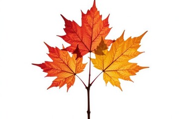 Fototapeta premium single branch of a maple tree isolated on white background, isolated, nature, leaf