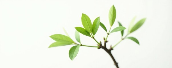 Obraz premium Single branch on white background with minimal leaf, clean, botanical, isolated branches
