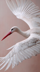 White stork with red beak, wings spread wide against a muted pink background.  Image showcases elegance, freedom, and natural beauty
