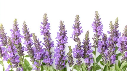 Fragrant Serenity: A Bunch of Lavender Flowers Radiating Beauty and Calm