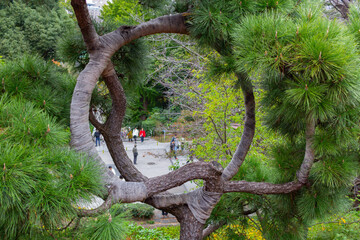 old round  tree in the park