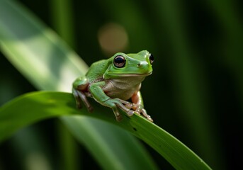 Naklejka premium Vibrant Green Frog Perched on Leaf Soft Light. AI Generated