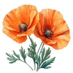 California Poppy flower, watercolor illustration, isolated on a white background.

