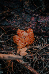 Autumn Leaf on the ground in a forest