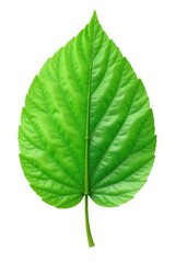 Obraz premium Delicate green leaf isolated on white background, foliage, isolated