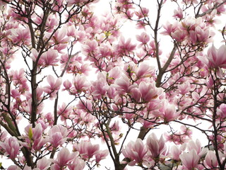 A blooming magnolia
