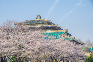 Cherry blossoms in full bloom at Wuhan University in spring