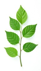 Isolated stem with leaves on white background, clean, simple, closeup