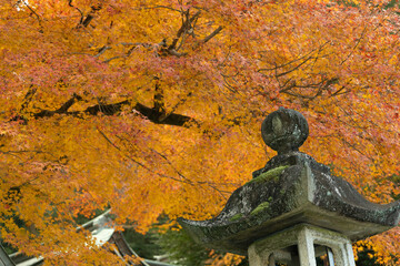 紅葉