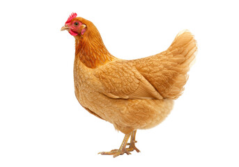 Isolated Golden Hen Standing Farmyard Poultry Portrait