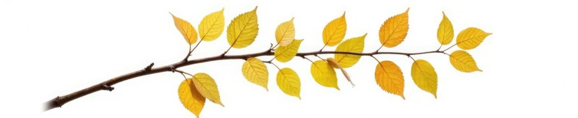 Single aspen branch isolated on white background, deciduous, isolation, stem