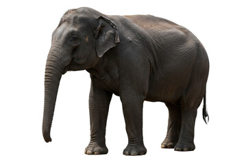 Isolated Majestic Asian Elephant Standing Tall in Natural Grace