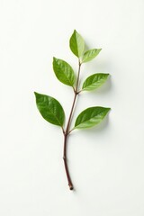 Single branch isolated on white background with subtle wood grain texture and soft light, background, nature, texture